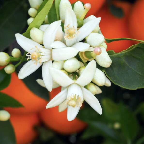 Fleur d'oranger maroc