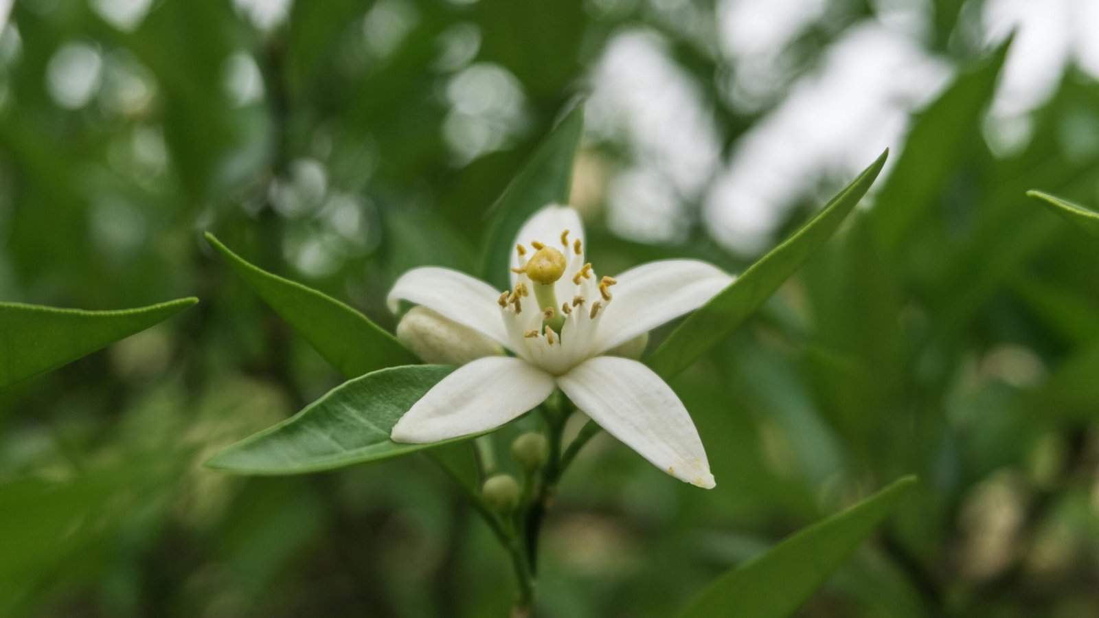 une fleur d'oranger